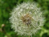 pusteblumes Avatar