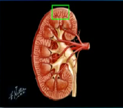 Funktion der Nieren